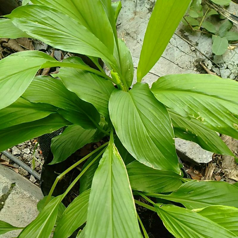 

Daun Kunyit / Kunir / koneng petik segar