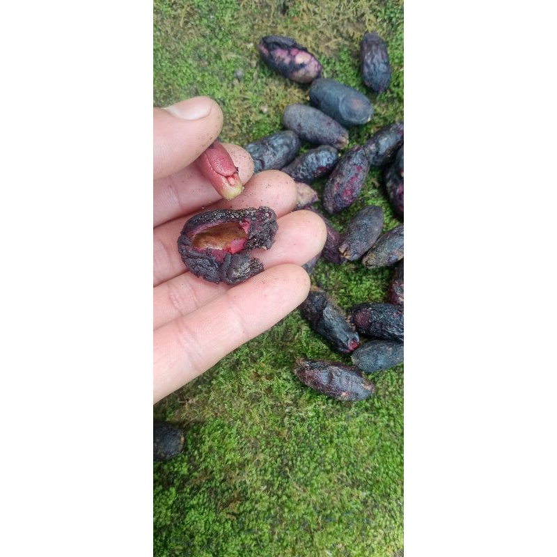 bibit cengkeh/benih cengkeh jenis Zanzibar super,  paket 1kg