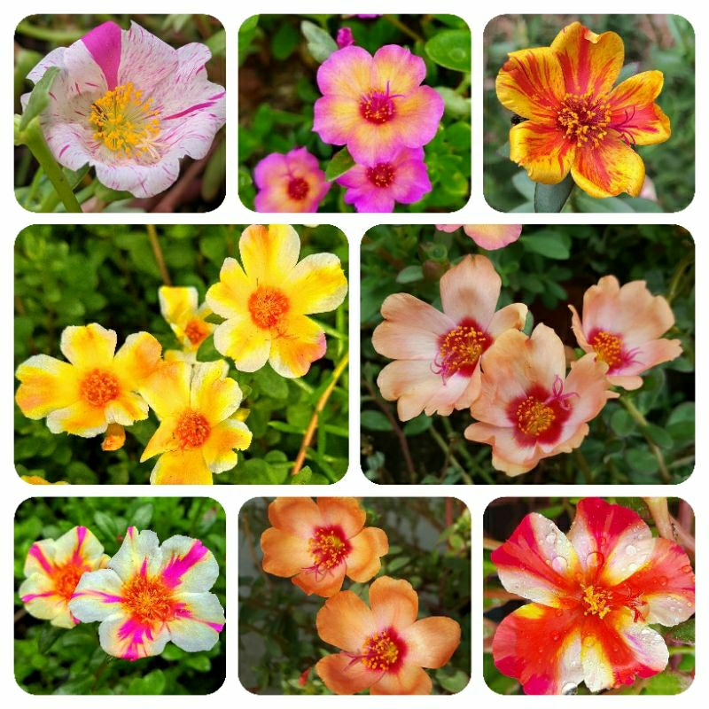 Krokot /Portulaca Duna Selapis