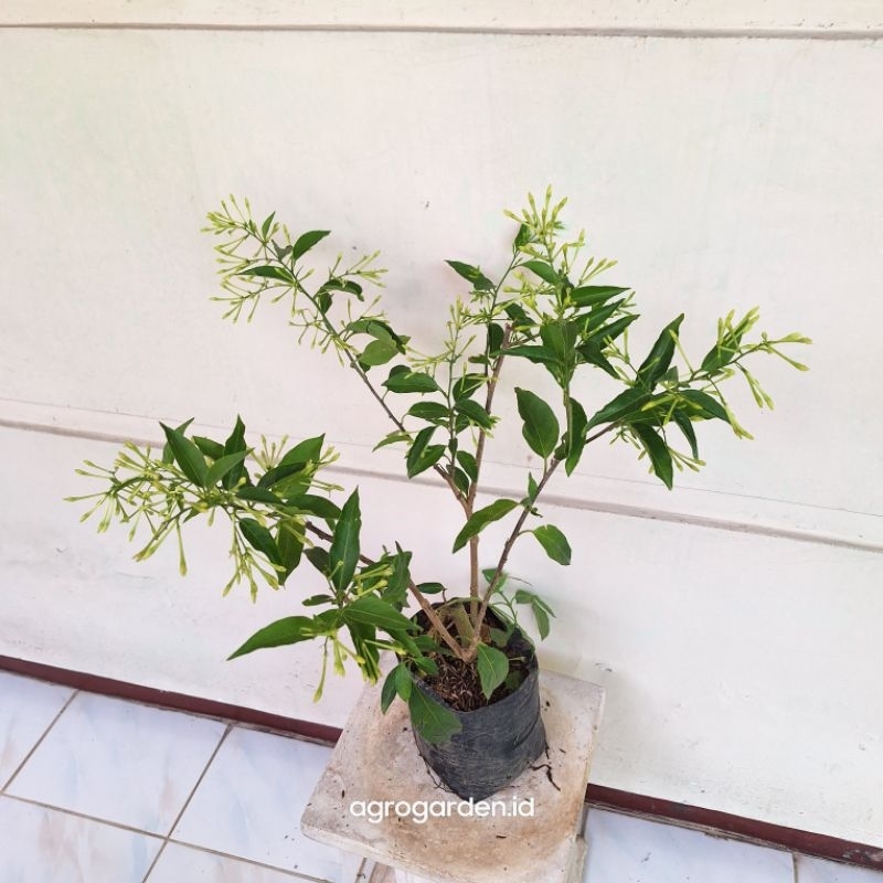 Tanaman Wangi Arum Dalu kondisi sudah berbunga