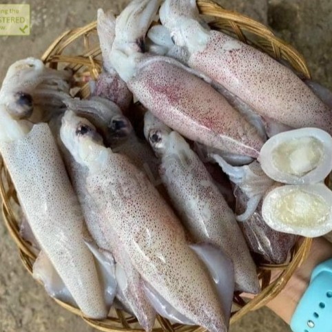 

Cumi Telur Segar Cumi Telor Seafood Cumi Basah Segar 1Kg