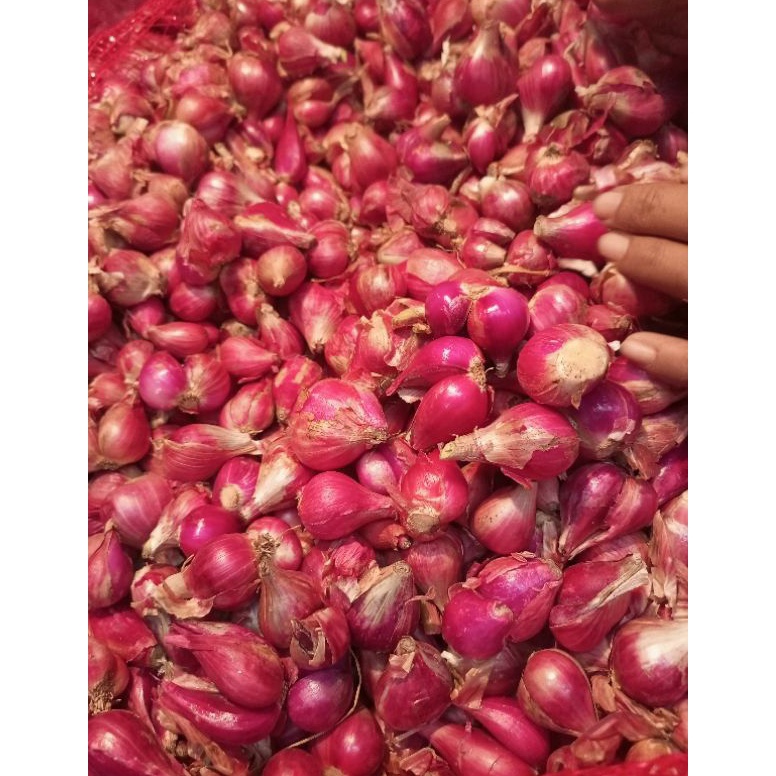 

NEW Bawang merah Brebes 5 gr