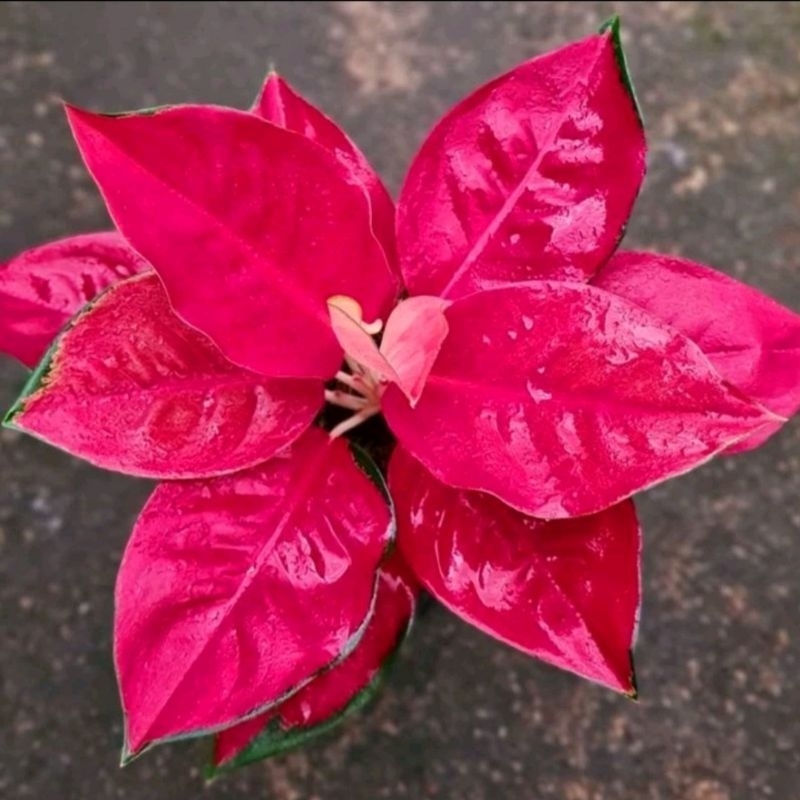 BIBIT TANAMAN HIAS AGLONEMA SUKSOM JAIPONG/ANAKAN AGLONEMA SUKSOM