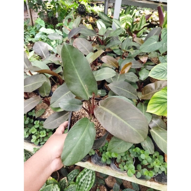 tanaman hias philo black cardinal - philodendron black cardinal