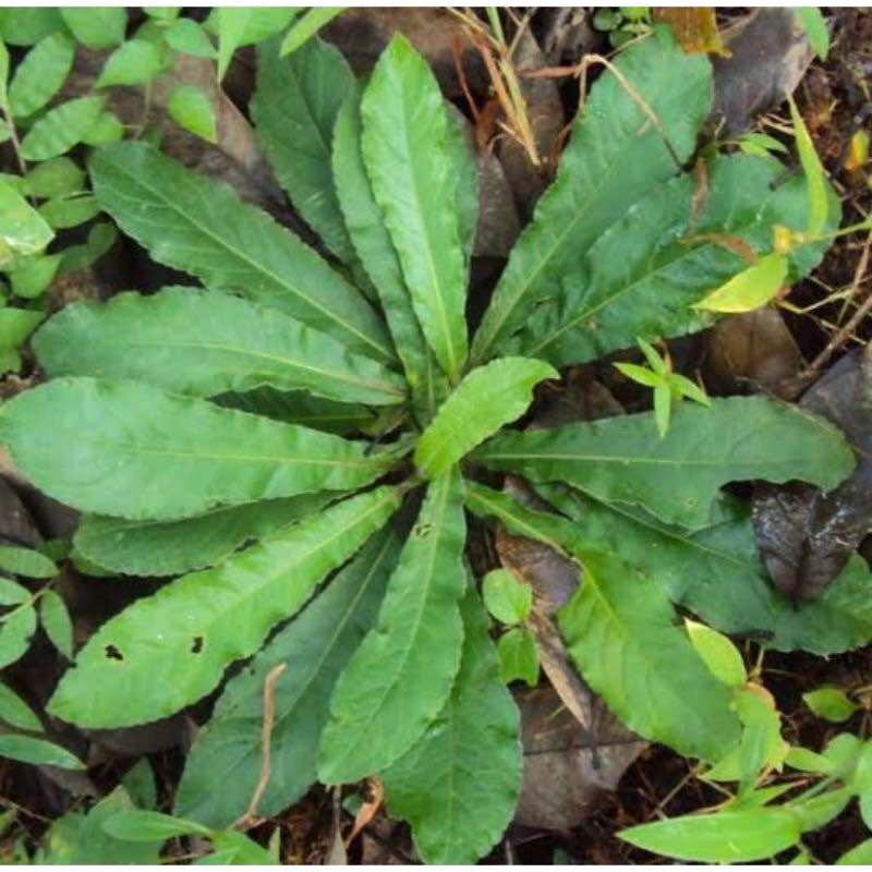 

Daun Tapak Liman Segar / Elephantopus Schaber Mengatasi Diabetes Obat Herbal Ampuh Alami