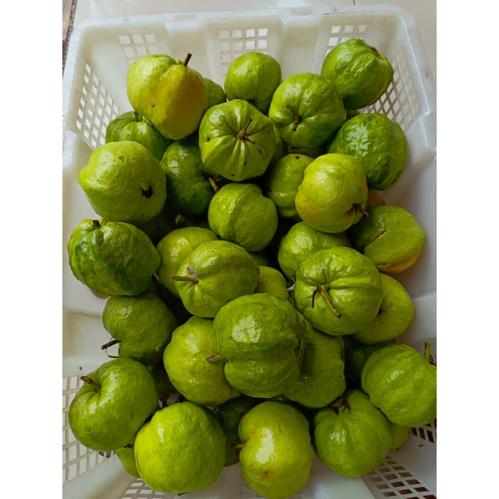 

Jambu Kristal