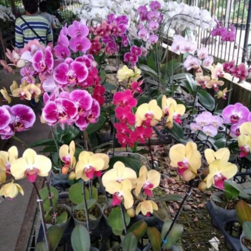 Anggrek Bulan Knop/Spike