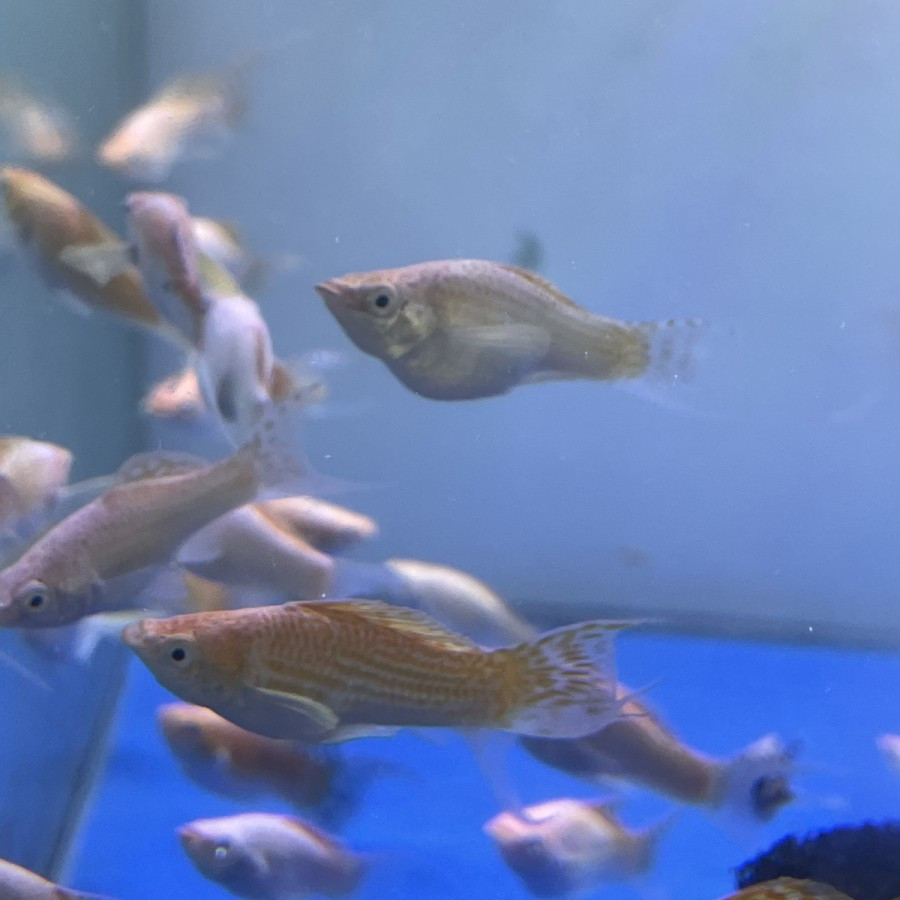 Molly Merpati Ikan Hias Aquarium Aquascape Moli GOJEK MEDAN