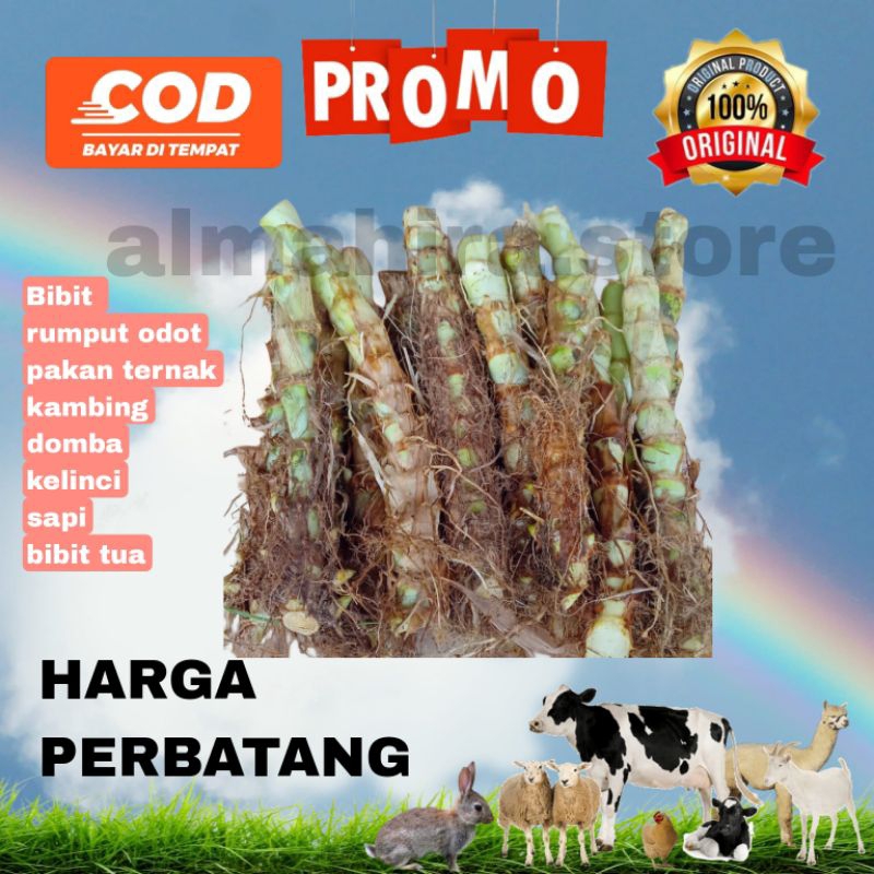 BIBIT RUMPUT ODOT BIBIT ODOT TUA