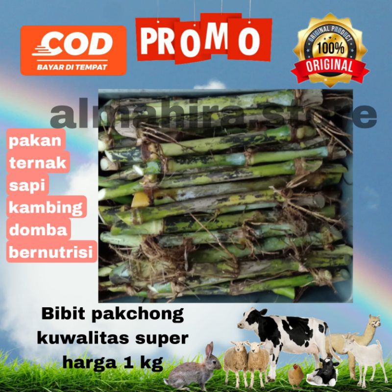 BIBIT RUMPUT PAKCHONG 1 KG BIBIT PAKCHONG PAKAN TERNAK