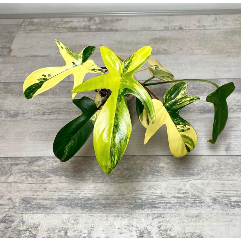 Philodendron Florida Beauty Variegated MENOR