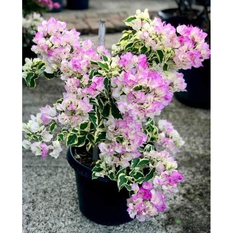 Begawan solo varigata