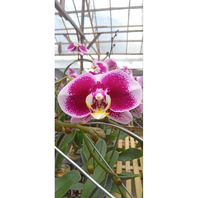 anggrek bulan kualitas super premium