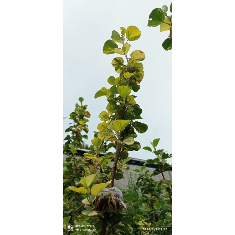 Saengsimbur varigata dan waru jepang varigata dan waru india mutasi