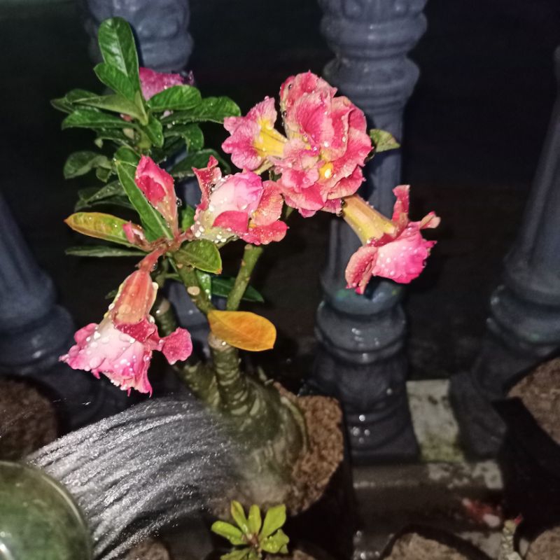 Bunga Adenium Tumpuk size B+  sudh kuncup bunga