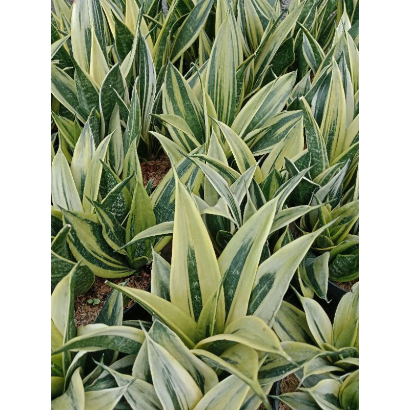 sansevieria gold flame