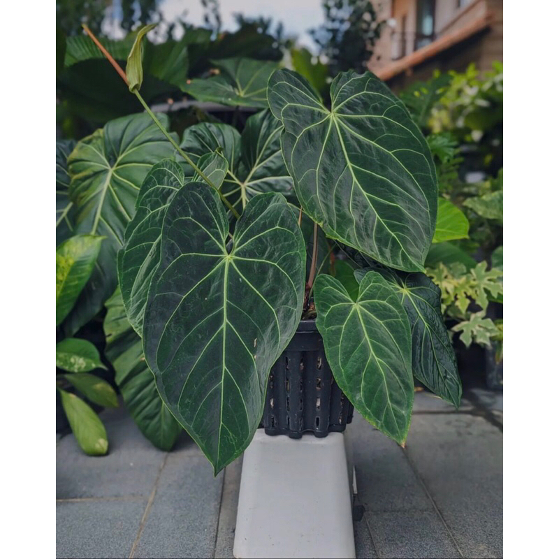 Anthurium Besseae x Magnificum