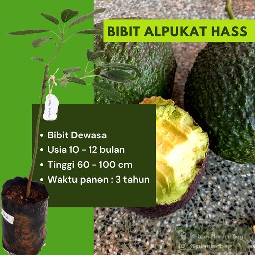 paket alpukat, durian, sirsak, kopyor, jambu, mangga, jeruk, pete