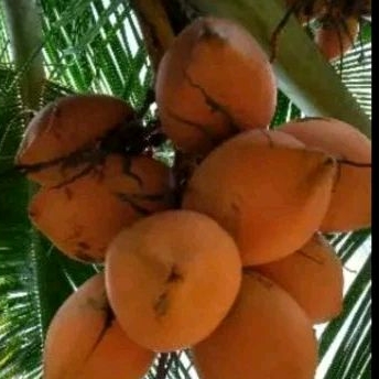 

buah kelapa