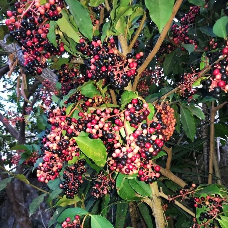 

buah buni || buah wuni || buah huni