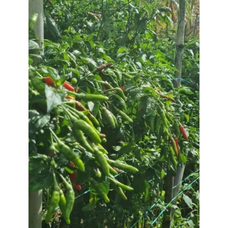 ID BIBIT CABE LOKAL RAWIT SIRAMOS 15GRAM