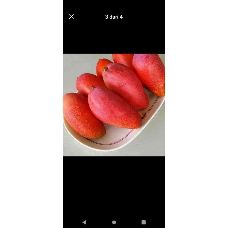 BIBIT MANGGA BERBUNGA