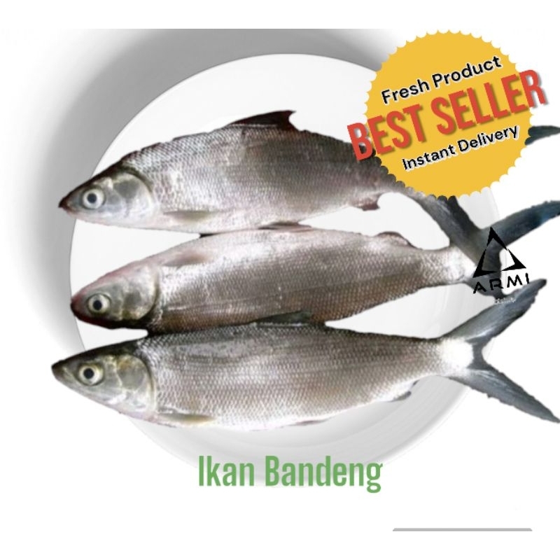 

Ikan Bandeng Bersih Dan Fresh 1 kg