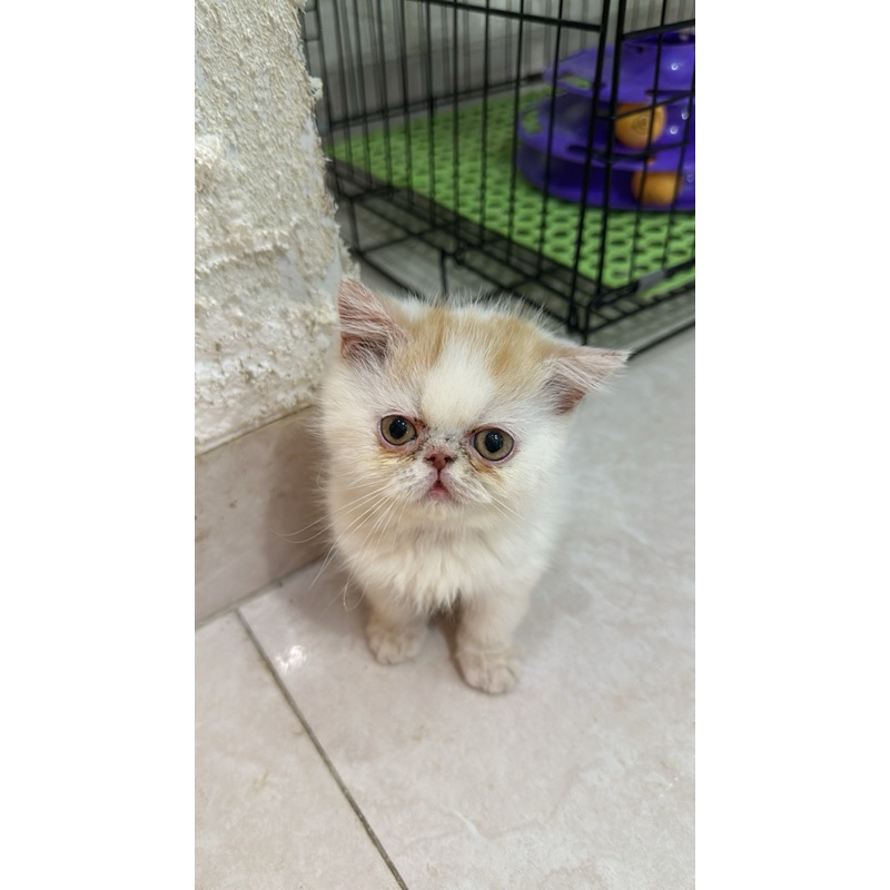 exotic peaknose shorthair red van