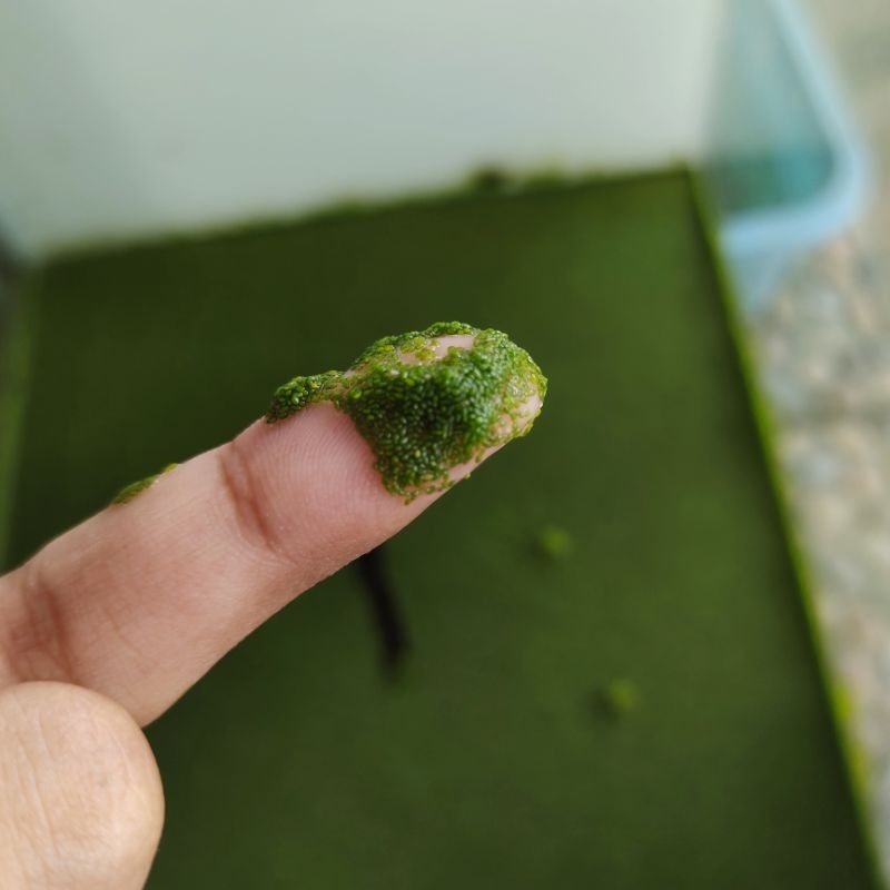 wollfia wolfia pakan ikan organik 10gr