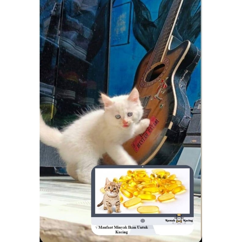 vitamin kucing_putih polos