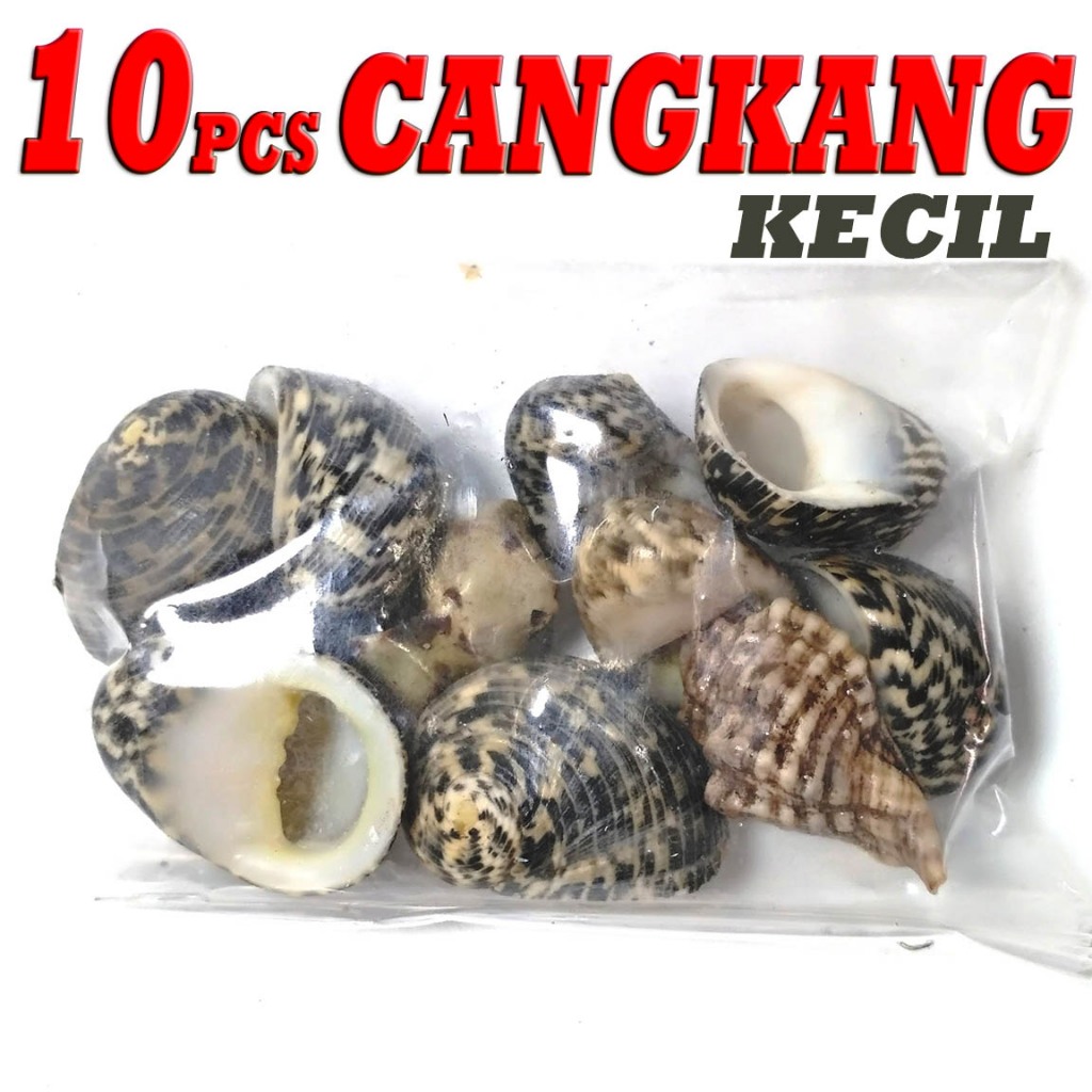 10 shell cangkang kelomang umang keong kecil murah meriah