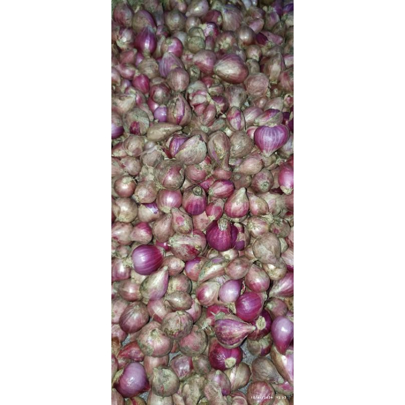 

Bawang Merah Lokal