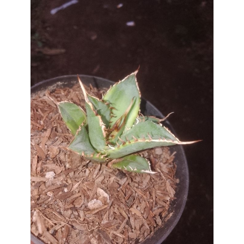 agave titanota banana