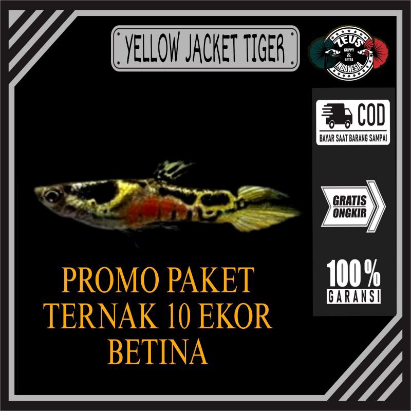 paket ternak 10 ekor betina endler yellow jacket tiger hiasan akuarium