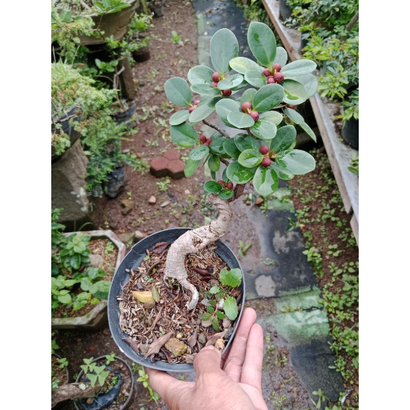 bonsai beringin mangkok