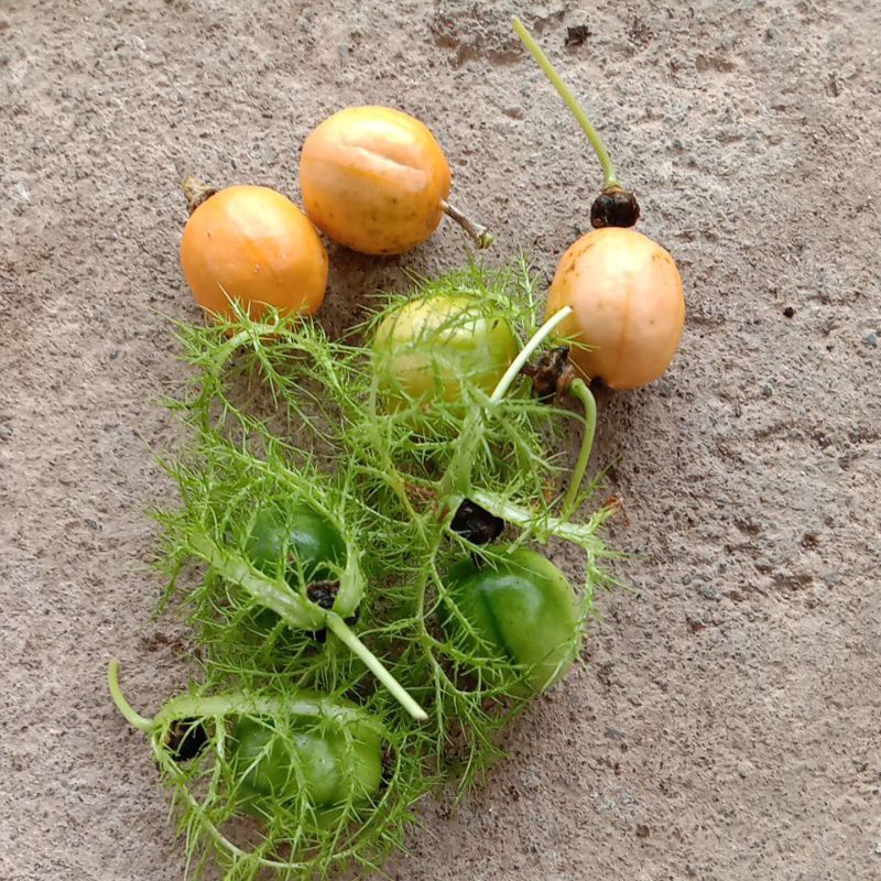 

buah rambusa segar fresh 1 pcs