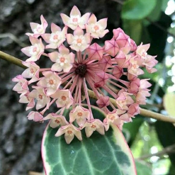 Tanaman Hias Hoya Macrophylla variegata