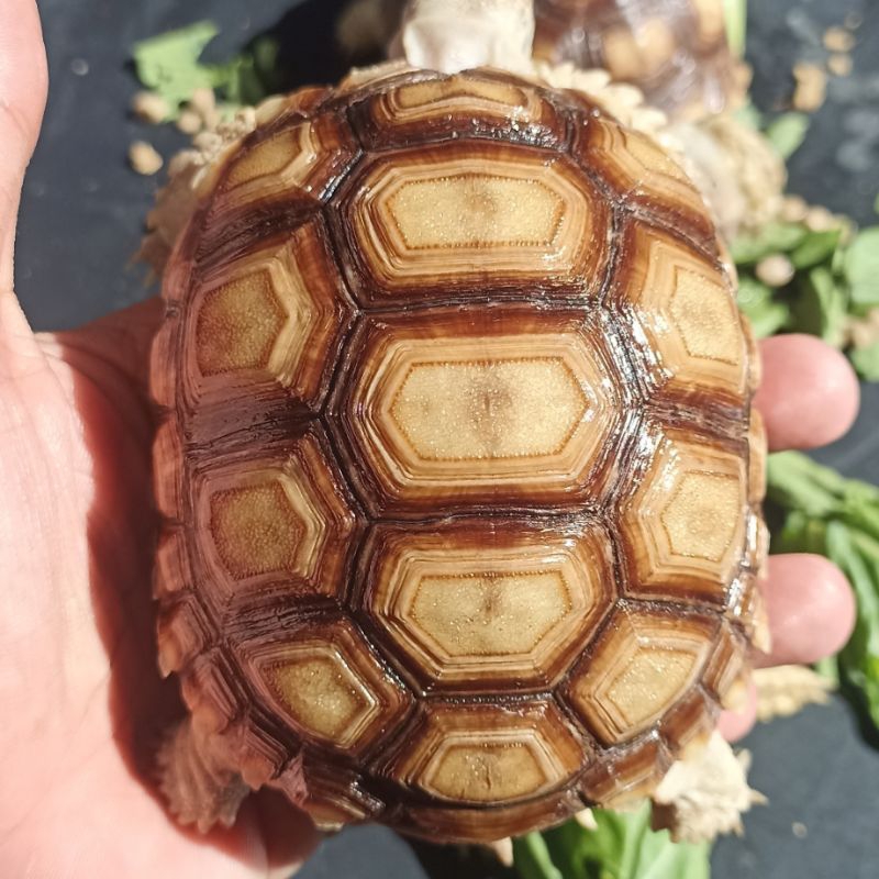 Sulcata Size Aman 9-10cm Gen Tiger
