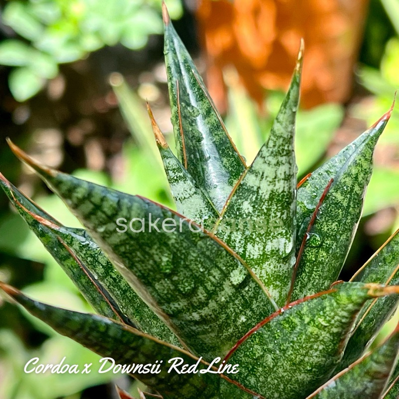 Sansevieria Hybrid Cordova x Downsii Redline