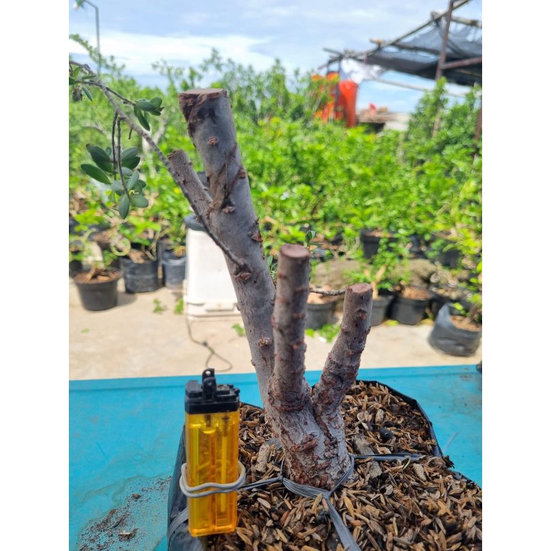 Bahan Bonsai Santigi Karang Dongkelan