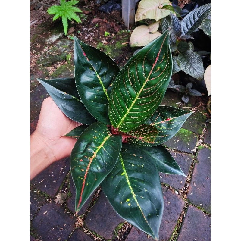 Aglonema tiara tanian lokal
