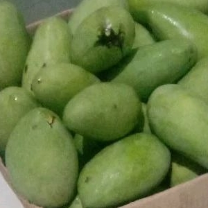 

MANGGA MUDA/MENGKAL PETIK LANGSUNG POHON 1kg