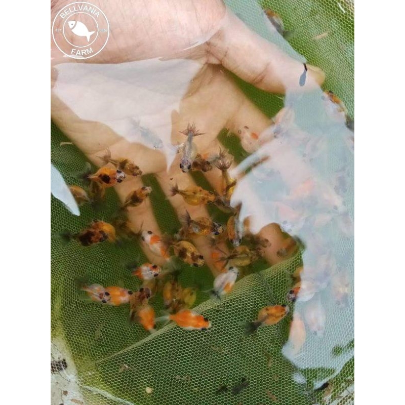 hiasan koki mutiara 2-3cm 10 ekor