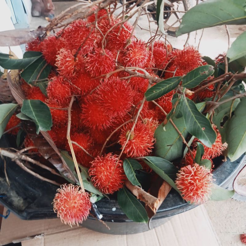

rambutan manis