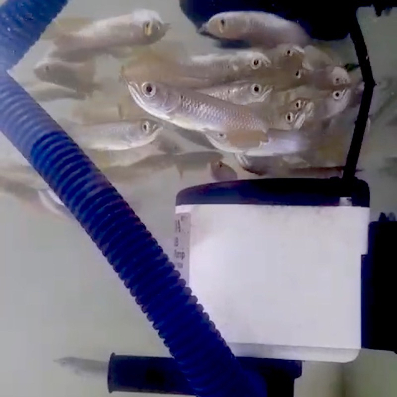 Arwana Jardini/arwana batik(irian)