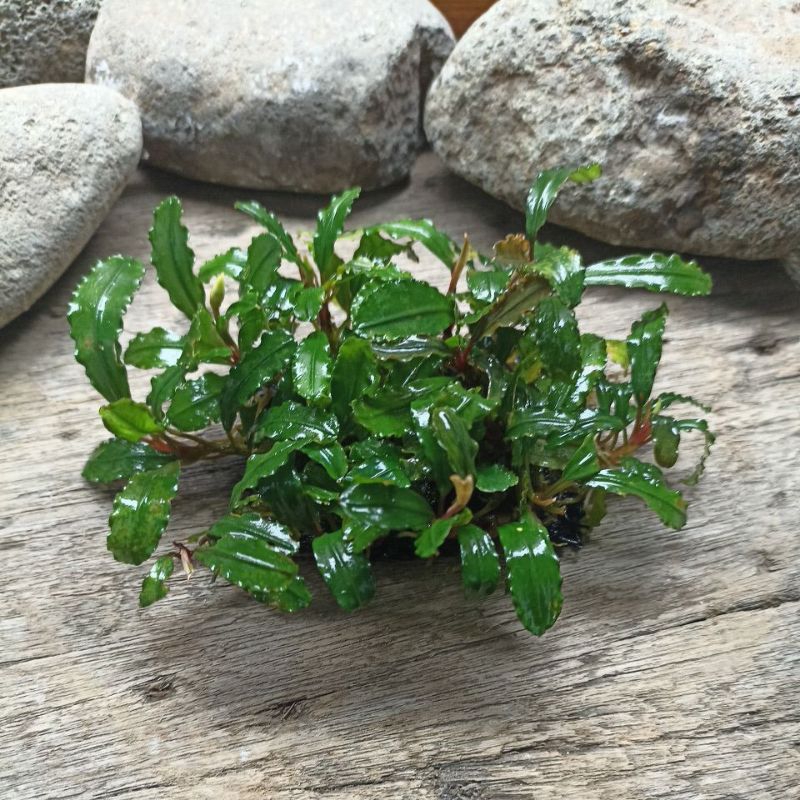 Bucephalandra Pakis  Tanaman Air Aquascape media pakis