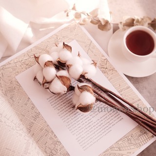 Dried cotton bunga kapas kering buket bouquet preserved bunga asli vintage dekorasi hiasan untuk vas