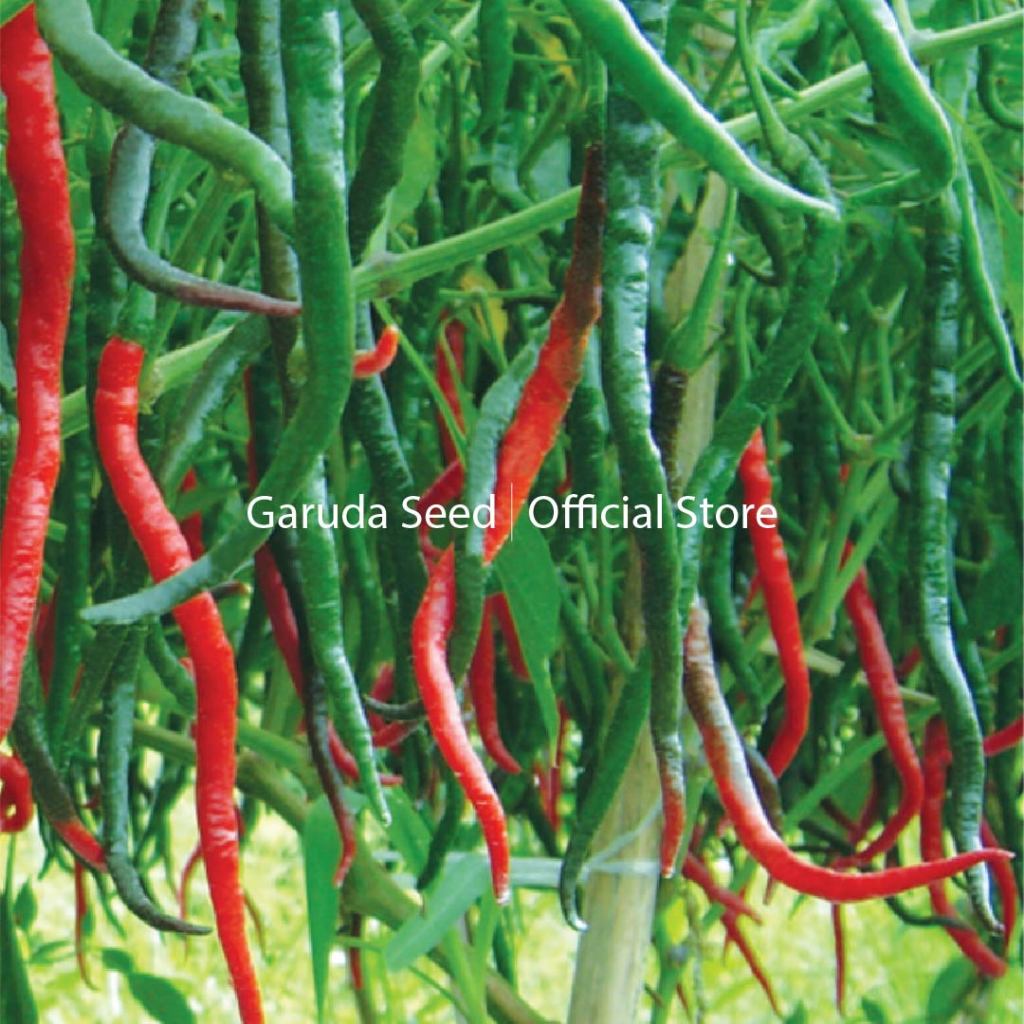 New Benih Cabe Keriting Sempurna 10 Gram Garuda Seed