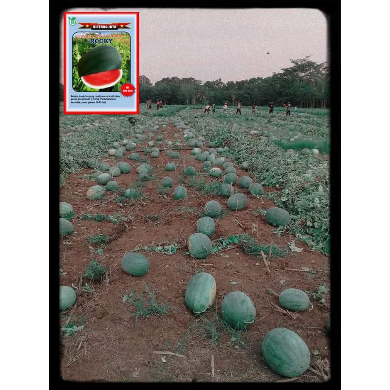 Benih Semangka non biji (lonjong) ROCKY