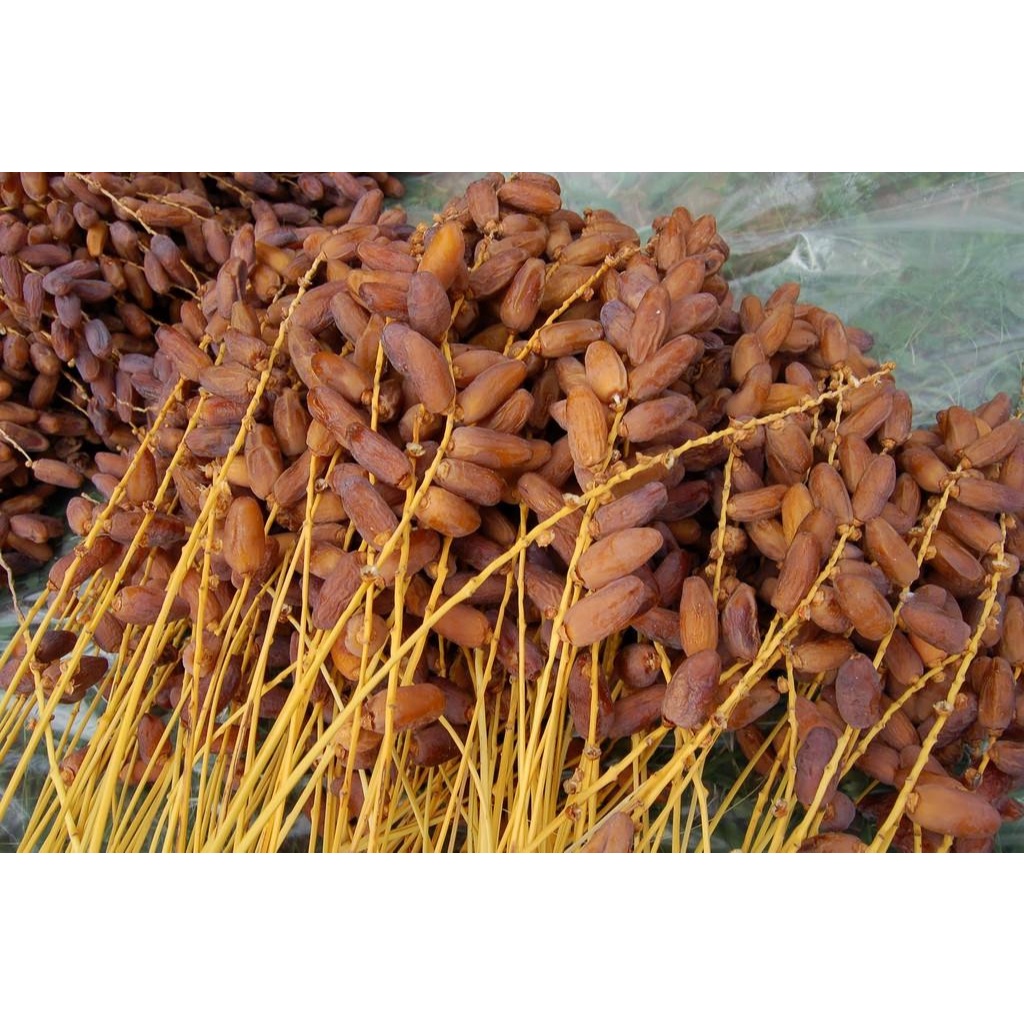 

1212 FLASH SALE Kurma Tunisia Tangkai 1 kg Deglet Nour Palm Fruit Organic Dates